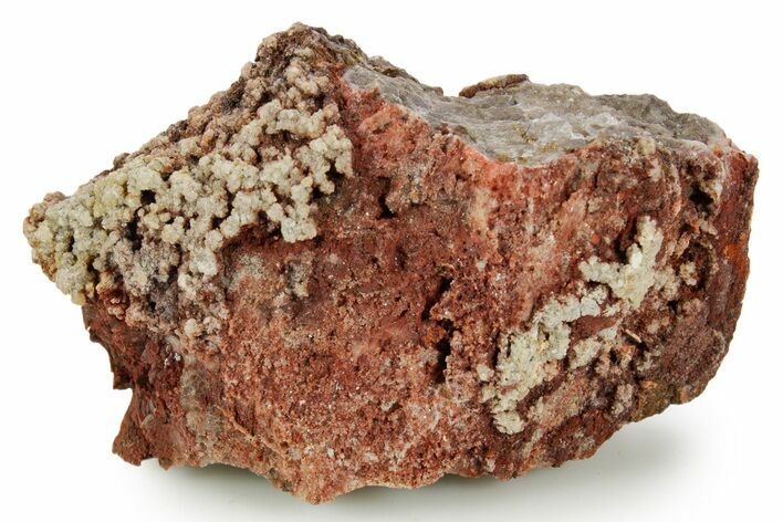 Devonian Petrified Wood (Callixylon) Section - Oldest True Wood #363340